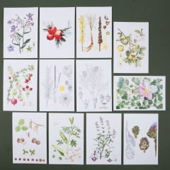 Flora Araştırmalar Derneği Kartpostal Seti - No.2
