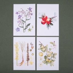 Flora Araştırmalar Derneği Kartpostal Seti - No.2