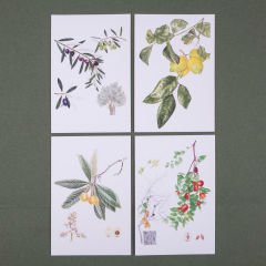 Flora Araştırmalar Derneği Kartpostal Seti - No.3